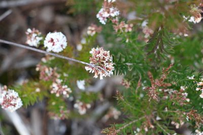 Acrothamnus melaleucoides, photographed by Greg Tasney