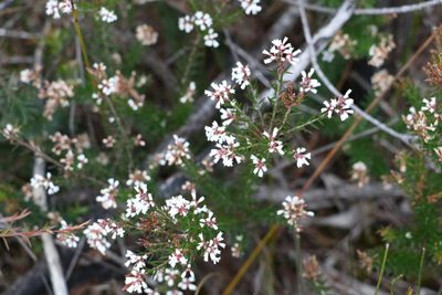 Acrothamnus melaleucoides, photographed by Greg Tasney