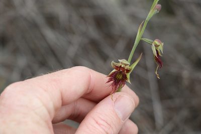 Calochilus paludosus, photographed by Greg Tasney