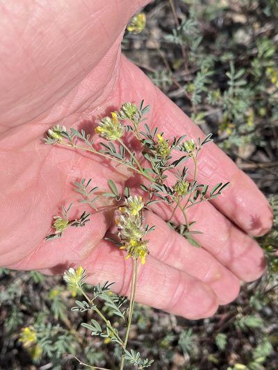 Dalea brachystachya, photographed by CK2AZ