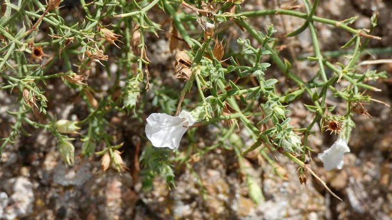 Stachys glutinosa, photographed by Ben Costamagna