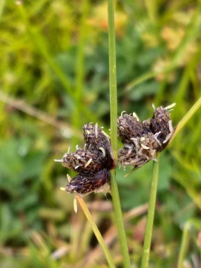 Isolepis diabolica, photographed by kevin koen