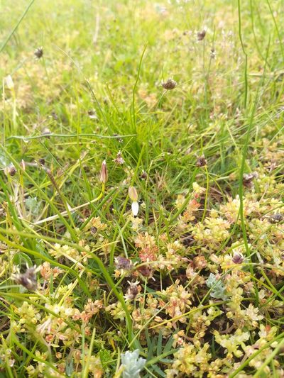 Isolepis diabolica, photographed by kevin koen