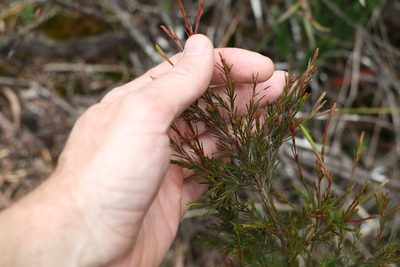 Baeckea linifolia, photographed by Greg Tasney