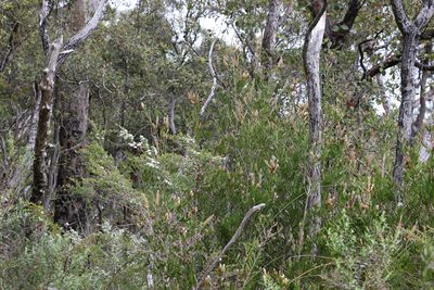 Melaleuca pallida, photographed by Greg Tasney