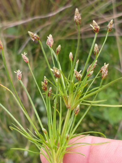 Isolepis ludwigii, photographed by kevin koen