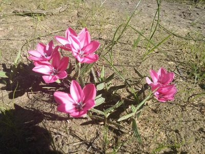 Babiana blanda, photographed by Jacques van der Merwe
