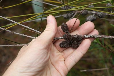 Allocasuarina rigida, photographed by Greg Tasney