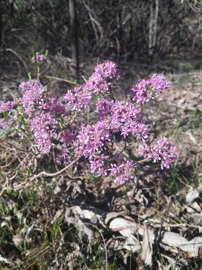 Agathosma corymbosa, photographed by Jacques van der Merwe