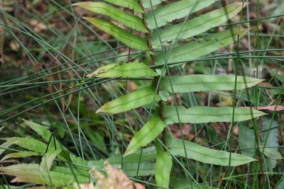 Parablechnum camfieldii, photographed by Greg Tasney
