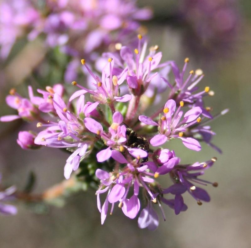 Agathosma corymbosa, photographed by Jacques van der Merwe