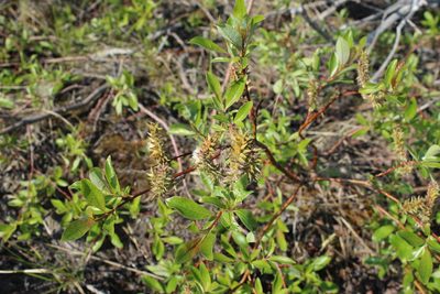 Salix pulchra, photographed by nina_nesterova