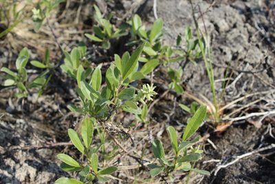 Salix glauca, photographed by nina_nesterova