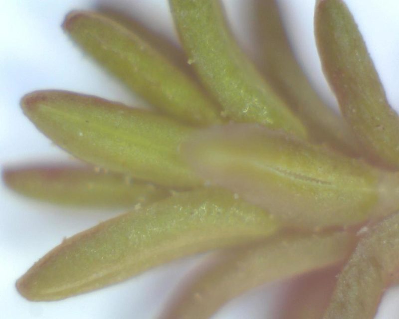 Erica paniculata, photographed by Jacques van der Merwe