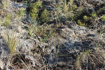 Calamagrostis lapponica, photographed by nina_nesterova