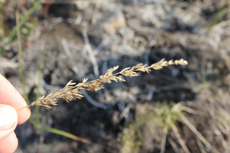 Calamagrostis lapponica, photographed by nina_nesterova