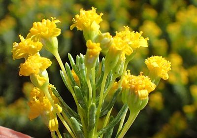 Euryops floribundus, photographed by Nicola van Berkel