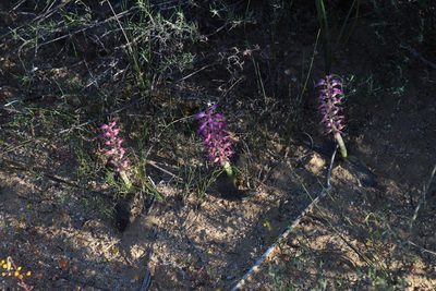 Lachenalia nardousbergensis, photographed by Tony Rebelo