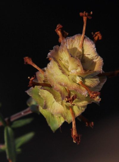 Microdon orbicularis, photographed by Tony Rebelo