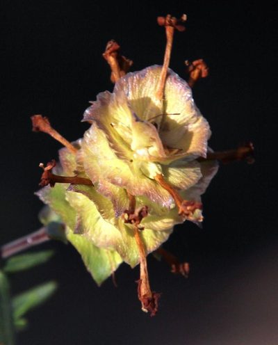 Microdon orbicularis, photographed by Tony Rebelo