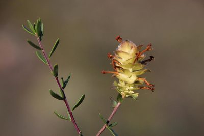 Microdon orbicularis, photographed by Tony Rebelo