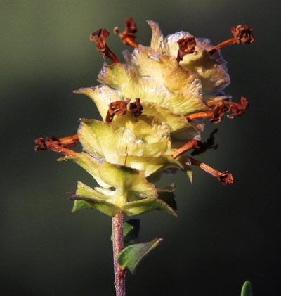Microdon orbicularis, photographed by Tony Rebelo