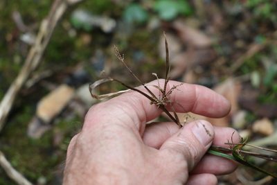 Cyperus tetraphyllus, photographed by Greg Tasney