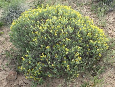 Euryops floribundus, photographed by Nicola van Berkel