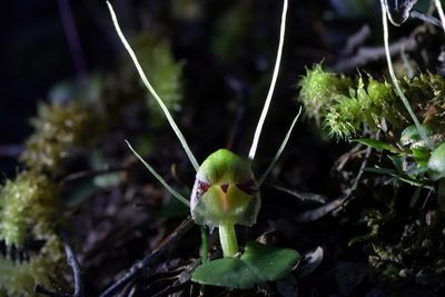 Corybas vitreus, photographed by Christopher Stephens