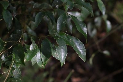 Symplocos baeuerlenii, photographed by Greg Tasney