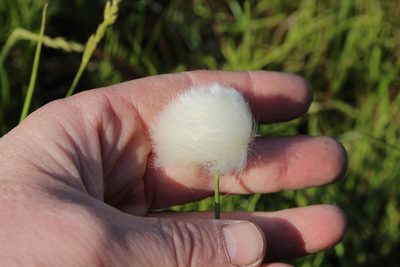 Eriophorum scheuchzeri, photographed by nina_nesterova