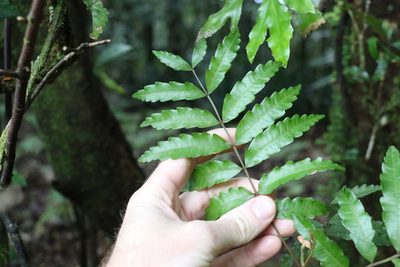 Cupaniopsis baileyana, photographed by Greg Tasney