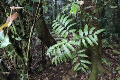 Cupaniopsis baileyana, photographed by Greg Tasney