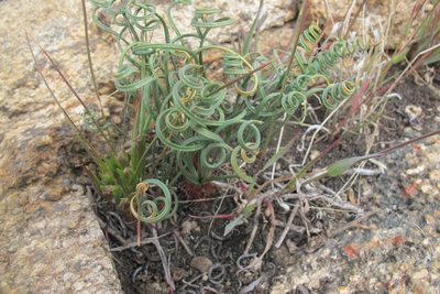 Gethyllis verticillata, photographed by James Deacon