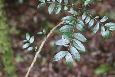 Zanthoxylum brachyacanthum, photographed by Greg Tasney
