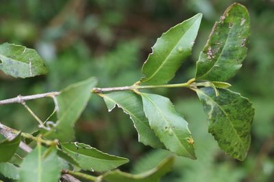 Doryphora sassafras, photographed by Greg Tasney