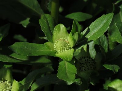 Enydra fluctuans, photographed by Gustavo Puente