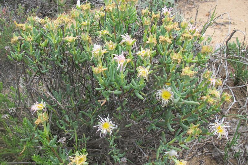 Lampranthus watermeyeri, photographed by James Deacon