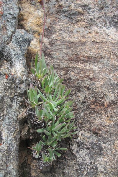 Othonna retrorsa, photographed by James Deacon