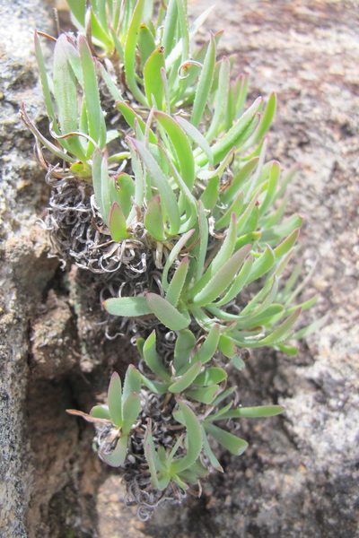 Othonna retrorsa, photographed by James Deacon