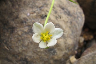Pauridia aquatica, photographed by James Deacon