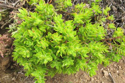 Crassula undulata, photographed by James Deacon