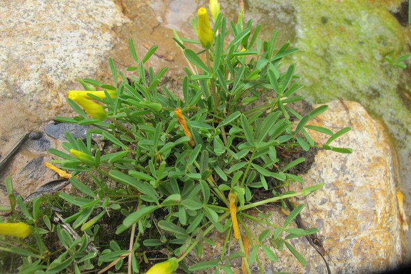 Oxalis namaquana, photographed by James Deacon