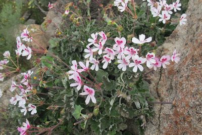Pelargonium echinatum, photographed by James Deacon