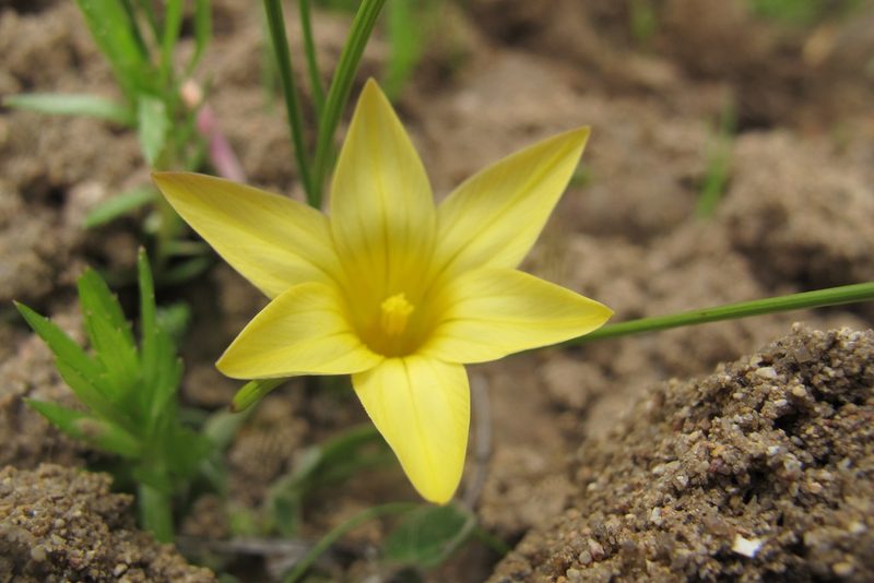 Romulea citrina, photographed by James Deacon