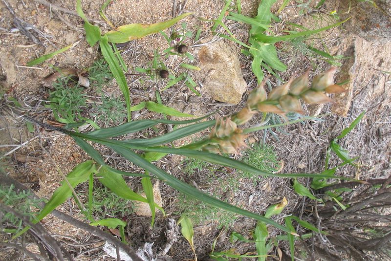 Babiana fimbriata, photographed by James Deacon