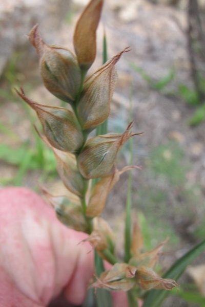 Babiana fimbriata, photographed by James Deacon