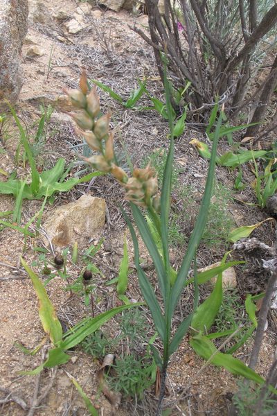 Babiana fimbriata, photographed by James Deacon