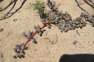 Jordaaniella clavifolia, photographed by James Deacon