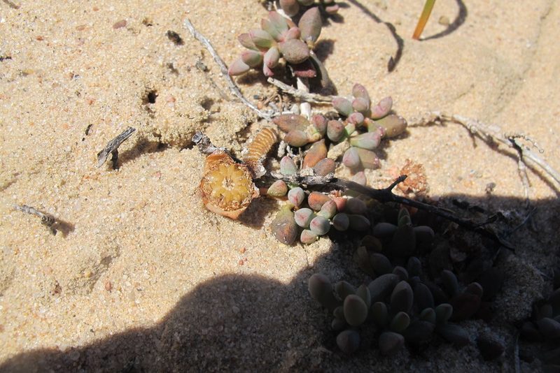 Jordaaniella clavifolia, photographed by James Deacon